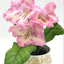[Bare-root] Streptocarpus 'МК-Розовый Десерт' 粉红甜点 [Wishlist]