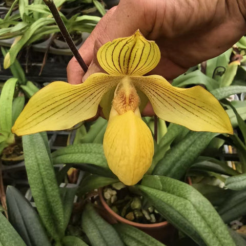 [Bare-root][Import AS-IS] Paph. Dollgoldi 金國王 (杏黃x國王) [2.8" BS][July Preorder 26]