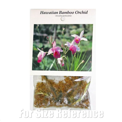 [Bare-root][Import AS-IS] Arundina graminifolia (Bamboo Orchid) [2.5" BS][July Preorder 26]