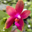 [Bare-Root] Phal. Meidarland Kaiulani '704' 凱烏蘭妮 '704' [Wishlist]