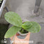 [Bare-Root] Phal. Meidarland Kaiulani '704' 凱烏蘭妮 '704' [Wishlist]