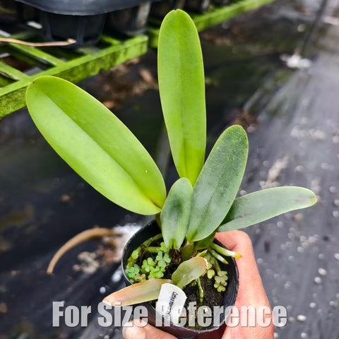 [Bare-root][Import AS-IS] #CA# C. mossiae willowbrook 'FCC/AOS' (MC) [2.4 NBS][July Preorder 26]