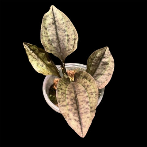 [Bulbs][Import AS-IS] Nephelaphyllum pullcrum [2.4" BS][July Preorder 26]