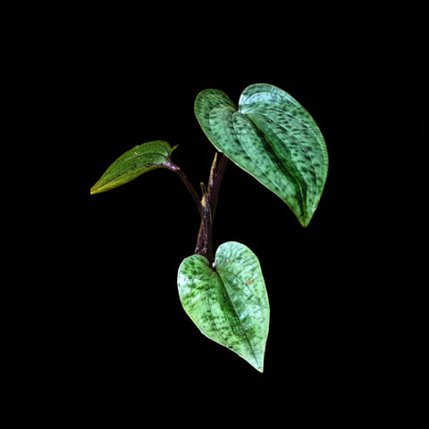 [Bulbs][Import AS-IS] Nephelaphyllum tenuiflorum  [2.4" BS][July Preorder 26]