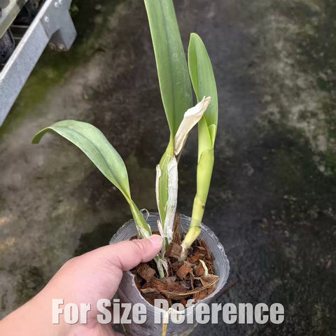 [Bare-root][Import AS-IS] #CA# C.mossiae (semi-alba x coerulea) [2.4 NBS][July Preorder 26]