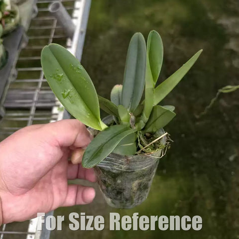[Bare-root][Import AS-IS] #CA# C. schroederae (albescens'big yolk' x concolor) [2.4 NMS][July Preorder 26]