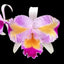 [Bare-root] #CA# C.trianae fma. trilabelo 'Lia' 三唇瓣特里 [3“ BS][Wishlist]