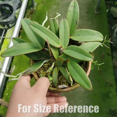 [Bare-root][Import AS-IS] #CA# C. schilleriana  [2.8” BS][July Preorder 26]