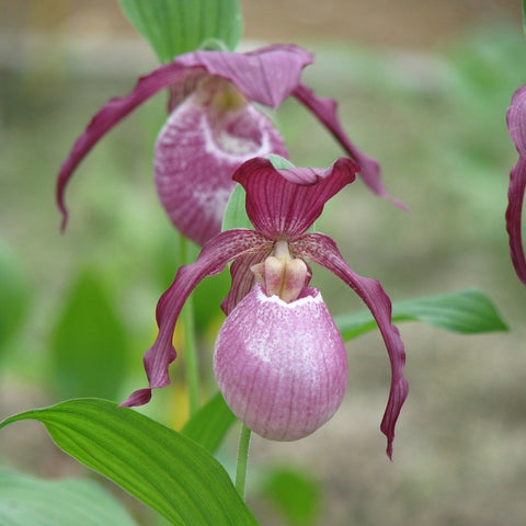 [Rhizome][Import AS-IS] Cypripedium 'Philipp' [July Cyps Preorder 26]