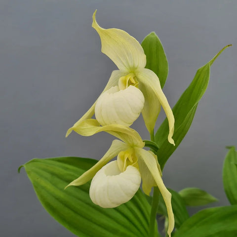 [Rhizome][Import AS-IS] Cypripedium ' Michael Pastel' [July Cyps Preorder 26]