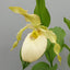 [Rhizome][Import AS-IS] Cyp. fasciolatum x Aki Pastel [2.4" 1-2Grs BS][Aug Cyps Preorder 26]