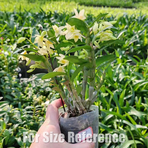 [Bare-root][Import AS-IS] Den. Spring Bird  [2.4 BS][July Preorder 26]