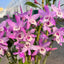 [Bare-root] Dendrobium Rainbow Dance  [2.4" BS][Wishlist]