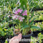 [Bare-root] Dendrobium Rainbow Dance  [2.4" BS][Wishlist]