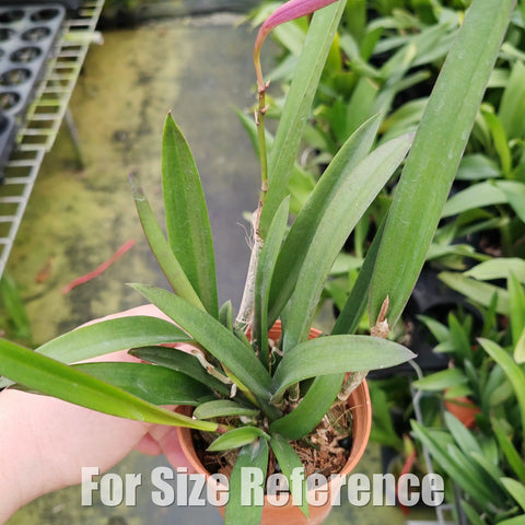 [Bare-root][Import AS-IS] #CA# B.nodosa x C.walkeriana  [2.8” BS][July Preorder 26]