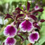 [Bare-root] Encyclia cordigera  [2.8” BS][Wishlist]