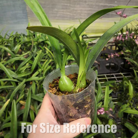 [Bare-root][Import AS-IS] Encyclia cordigera  [2.8” BS][July Preorder 26]