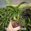 [Bare-root] Encyclia cordigera  [2.8” BS][Wishlist]