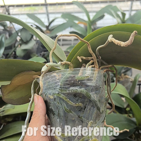 [Bare-root][Import AS-IS] Phal. Ever Spring Prince [2.4 BS][July Preorder 26]