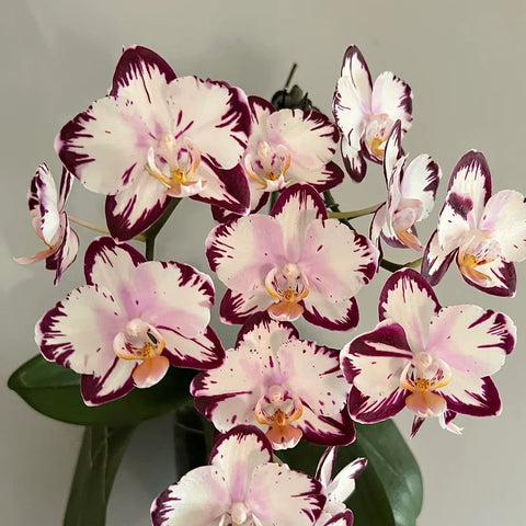[Bare-root][Import AS-IS] Phal. Ever Spring Prince [2.4 BS][July Preorder 26]