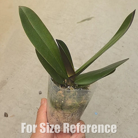 [Bare-root][Import AS-IS] Phal. Keroberos 金夢 [2.4 BS][July Preorder 26]