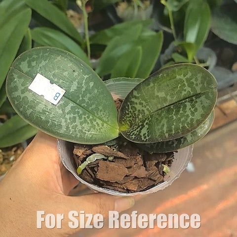 [Bare-root][Import AS-IS] Phal. stuartiana 'George Vasquez x Sogo’ [1.7 NBS][July Preorder 26]