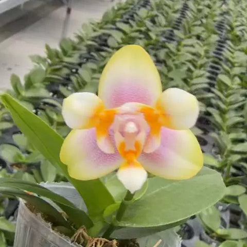 [Bare-root][Import AS-IS] Phal.colored glaze [2.4 BS][July Preorder 26]