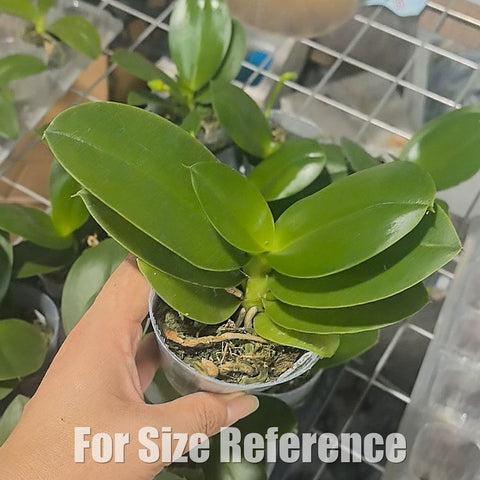 [Bare-root][Import AS-IS] Phal.colored glaze [2.4 BS][July Preorder 26]