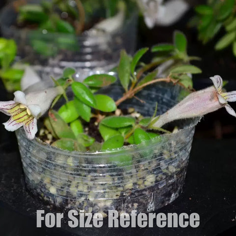 [Bare-roote] Aeschynanthus chiritoides [2.4 NBS][In stock]