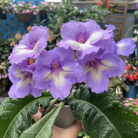 [Bare-root] Streptocarpus '7191' 7191堇兰 [Wishlist]