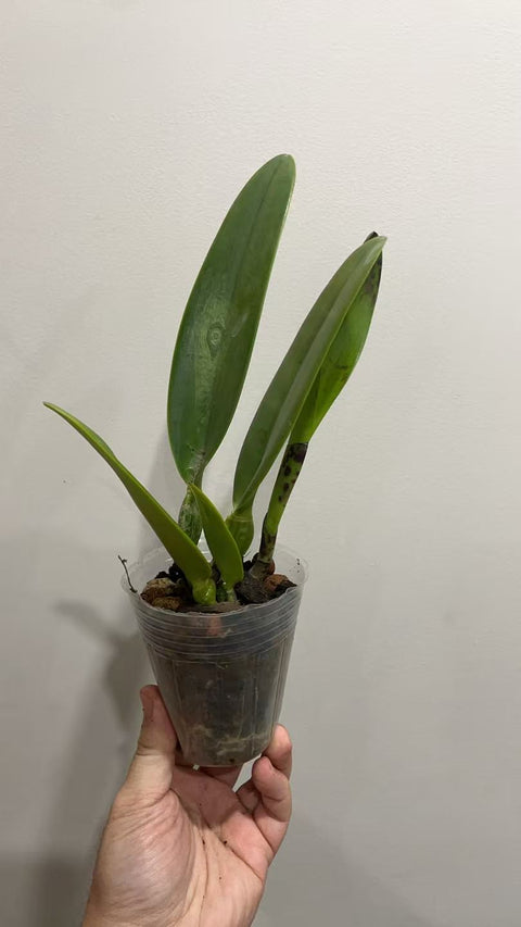 [Bare-root]Cat. eldorado (Syn wallisii) [Feb in stock]