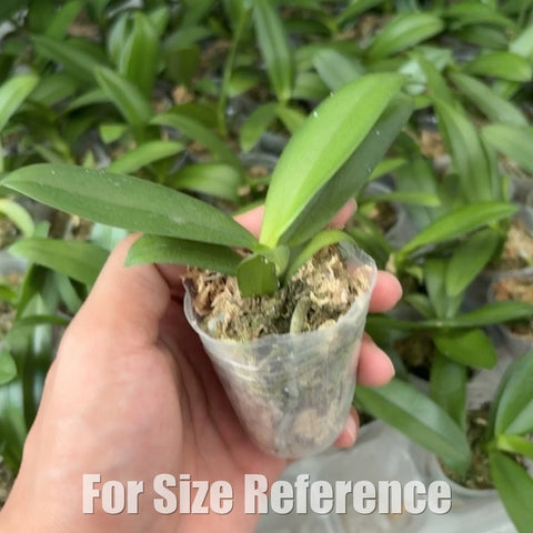[Bare-root][Import AS-IS]Phal. Yaphon Star Diamond ‘6601’ AM/AOS  [1.7 NBS][Aug Preorder 26]