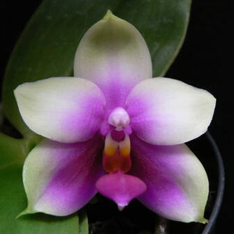 [Bare-root][Import AS-IS]Phal. bellina 'Red Apple'  [1.7 NBS][Aug Preorder 26]