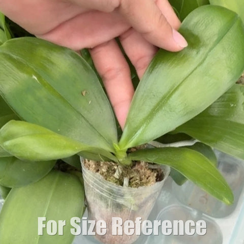 [Bare-root][Import AS-IS]Phal. bellina 'Red Apple'  [1.7 NBS][Aug Preorder 26]