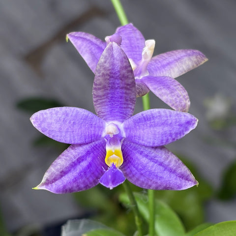 [Bare-root][Import AS-IS] Phal. SWR GV × lueddemanniana f. coerulea  [2.4 BS][Aug Preorder 26]