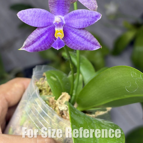 [Bare-root][Import AS-IS] Phal. SWR GV × lueddemanniana f. coerulea  [2.4 BS][Aug Preorder 26]