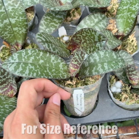 [Bare-root][Import AS-IS]  Phal. Wiganiae (schilleriana x stuartiana) 西史  [2.4 BS][Aug Preorder 26]