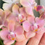 [Bare-root] Phal. Glamor '1933' 小香花 1933  [2.4 BS][Wishlist]