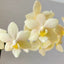 [Bare-root] #PA# Phal. Glamor '3226' 爆珠奶茶 3226 [2.4 BS][Wishlist]