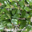 [Bare-root] #PA# Phal. Glamor '3226' 爆珠奶茶 3226 [2.4 BS][Wishlist]