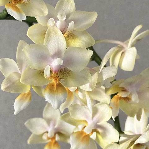 [Bare-root][Import AS-IS] Phal. Glamor ‘3304’ 魅力雪頂 3304  [2.4 BS][Aug Preorder 26]