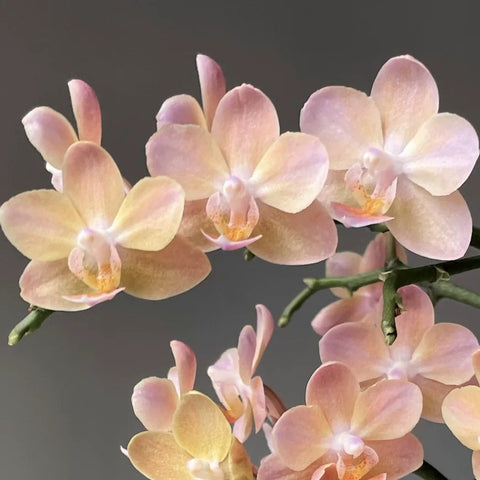 [Bare-root][Import AS-IS] Phal. Glamor ‘1923’ 西柚軟糖 1923  [1.7 NBS][Aug Preorder 26]