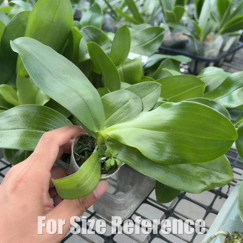 [Bare-root][Import AS-IS] Phal. (MMZ270)  [1.7 NBS][Aug Preorder 26]