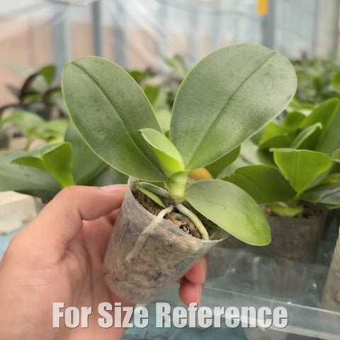 [Bare-root][Import AS-IS] Phal. (MMZ158)  [1.7 NBS][Aug Preorder 26]