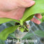 [Bare-root] #PA# Phal. (MMZ262) [1.7 NBS][Wishlist]