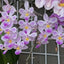 [Bare-root] #PA# Phal. lindenii x equestris [2.4 BS][Wishlist]