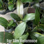 [Bare-root] #PA# Phal. lindenii x equestris [2.4 BS][Wishlist]