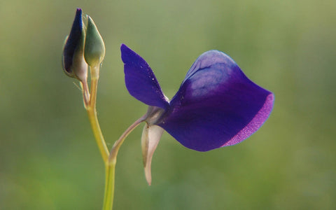 [Bare-root] Utricularia aff. Reticulata	网纹狸藻 [Wishlist]
