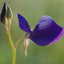 [Bare-root] Utricularia aff. Reticulata	网纹狸藻 [Wishlist]