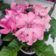 [Bare-root] Streptocarpus '7082' 豆堇兰 [Wishlist]